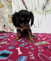 Nattie AKC chocolate carrier, a female Cavalier King Charles Spaniel for sale in Cadott, WI – Photo 3 of 8