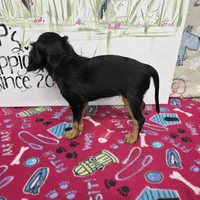 Nattie AKC chocolate carrier, a female Cavalier King Charles Spaniel for sale in Cadott, WI – Photo 6 of 8