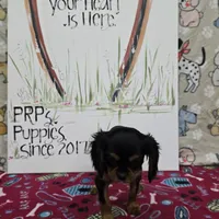 Nattie AKC chocolate carrier, a female Cavalier King Charles Spaniel for sale in Cadott, WI – Photo 7 of 8