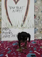 Nattie AKC chocolate carrier, a female Cavalier King Charles Spaniel for sale in Cadott, WI – Photo 7 of 8