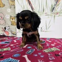 Nattie AKC chocolate carrier, a female Cavalier King Charles Spaniel for sale in Cadott, WI – Photo 1 of 8