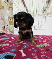 Nattie AKC chocolate carrier, a female Cavalier King Charles Spaniel for sale in Cadott, WI – Photo 1 of 8