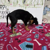 Nattie AKC chocolate carrier, a female Cavalier King Charles Spaniel for sale in Cadott, WI – Photo 5 of 8