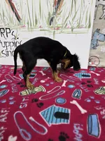 Nattie AKC chocolate carrier, a female Cavalier King Charles Spaniel for sale in Cadott, WI – Photo 5 of 8