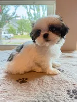 TEDDY, a male Shih Tzu for sale in Gastonia, NC – 4 of 6