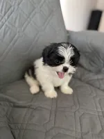 Marsmellow, a male Shih Tzu for sale in Gastonia, NC – 3 of 8