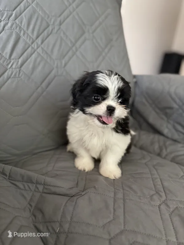 Marsmellow – Shih Tzu puppy for sale in Gastonia, NC