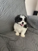 Marsmellow, a male Shih Tzu for sale in Gastonia, NC – 1 of 8