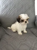 Mochy, a male Shih Tzu for sale in Gastonia, NC – 4 of 6