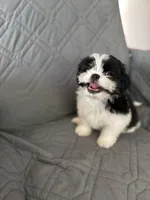 Marsmellow, a male Shih Tzu for sale in Gastonia, NC – 5 of 8
