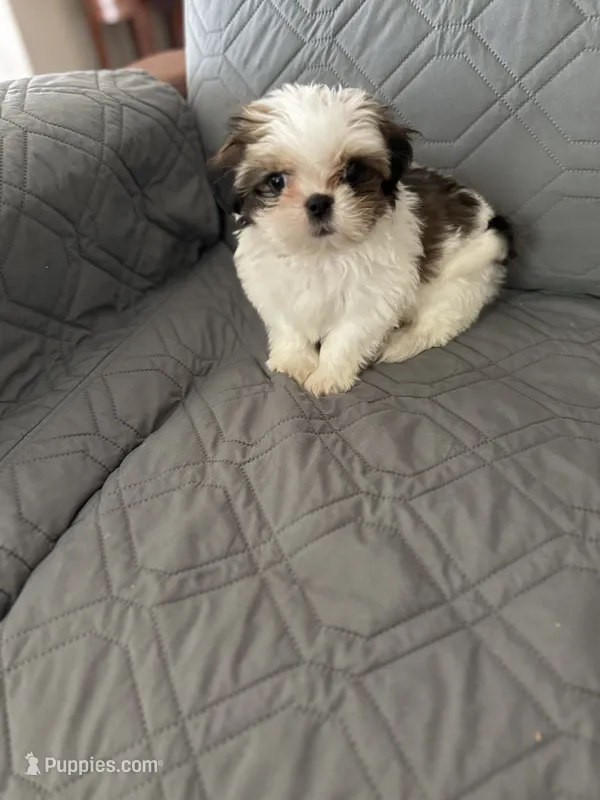 Mochy – Shih Tzu puppy for sale in Gastonia, NC