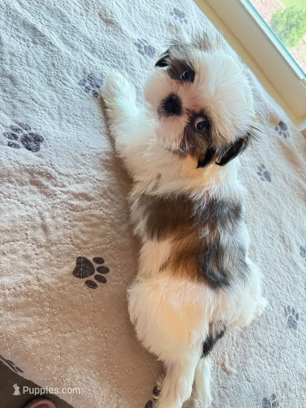 TEDDY – Shih Tzu puppy for sale in Gastonia, NC