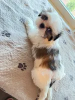 TEDDY, a male Shih Tzu for sale in Gastonia, NC – 1 of 6