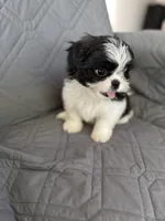 Marsmellow, a male Shih Tzu for sale in Gastonia, NC – 6 of 8