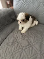 Mochy, a male Shih Tzu for sale in Gastonia, NC – 2 of 6