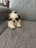 Mochy, a male Shih Tzu for sale in Gastonia, NC – 6 of 6