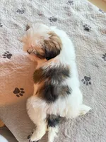 TEDDY, a male Shih Tzu for sale in Gastonia, NC – 2 of 6