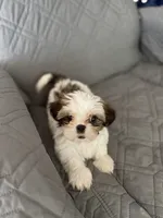 Mochy, a male Shih Tzu for sale in Gastonia, NC – 5 of 6