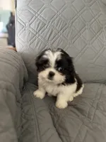 Marsmellow, a male Shih Tzu for sale in Gastonia, NC – 2 of 8