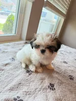TEDDY, a male Shih Tzu for sale in Gastonia, NC – 3 of 6