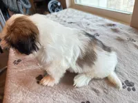 TEDDY, a male Shih Tzu for sale in Gastonia, NC – 5 of 6