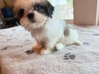 TEDDY, a male Shih Tzu for sale in Gastonia, NC – 6 of 6