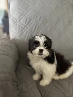 Marsmellow, a male Shih Tzu for sale in Gastonia, NC – 4 of 8