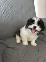 Marsmellow, a male Shih Tzu for sale in Gastonia, NC – 7 of 8