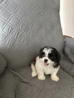 Marsmellow, a male Shih Tzu for sale in Gastonia, NC – 8 of 8