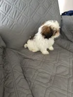 Mochy, a male Shih Tzu for sale in Gastonia, NC – 3 of 6