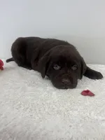 Jax, a male Labrador Retriever for sale in Accident, MD – Photo 2 of 4