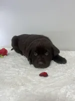 Jax, a male Labrador Retriever for sale in Accident, MD – Photo 3 of 4