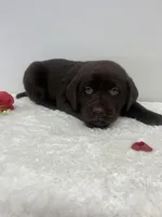 Jax, a male Labrador Retriever for sale in Accident, MD – Photo 4 of 4