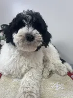 Lola, a female Aussiedoodle and Poodle - Miniature  for sale in Accident, MD – Photo 5 of 5