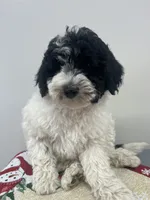 Lola, a female Aussiedoodle and Poodle - Miniature  for sale in Accident, MD – Photo 2 of 5