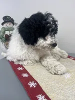 Lola, a female Aussiedoodle and Poodle - Miniature  for sale in Accident, MD – Photo 3 of 5