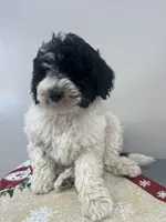 Lola, a female Aussiedoodle and Poodle - Miniature  for sale in Accident, MD – Photo 4 of 5