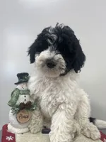 Lola, a female Aussiedoodle and Poodle - Miniature  for sale in Accident, MD – Photo 1 of 5