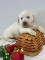 Marley, a male Labrador Retriever for sale in Accident, MD – Photo 1 of 7