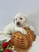 Marley, a male Labrador Retriever for sale in Accident, MD – Photo 6 of 7