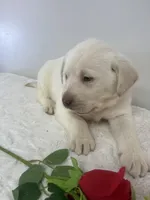 Marley, a male Labrador Retriever for sale in Accident, MD – Photo 2 of 7