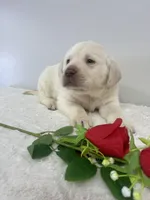 Marley, a male Labrador Retriever for sale in Accident, MD – Photo 3 of 7