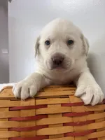 Marley, a male Labrador Retriever for sale in Accident, MD – Photo 5 of 7