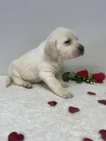 Honey , a male Labrador Retriever for sale in Accident, MD – Photo 5 of 6