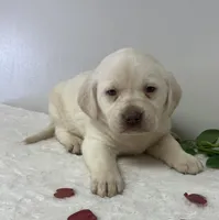 Honey , a male Labrador Retriever for sale in Accident, MD – Photo 1 of 6