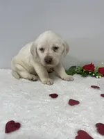 Honey , a male Labrador Retriever for sale in Accident, MD – Photo 2 of 6