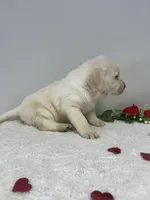 Honey , a male Labrador Retriever for sale in Accident, MD – Photo 4 of 6