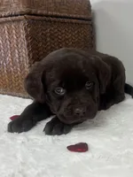 Bailey, a female Labrador Retriever for sale in Accident, MD – Photo 1 of 5