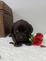 Bailey, a female Labrador Retriever for sale in Accident, MD – Photo 4 of 5