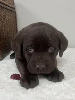 Bailey, a female Labrador Retriever for sale in Accident, MD – Photo 2 of 5